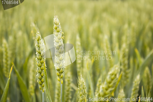 Image of detail of organic green grains