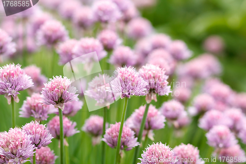 Image of Allium Schoenoprasum known as Chives