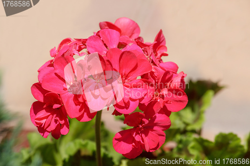 Image of beautiful red flower in garden