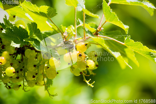 Image of green currants green currants with shallow focus