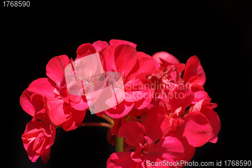 Image of beautiful red flower