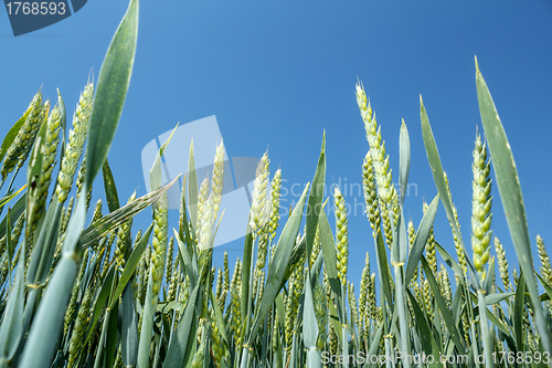 Image of detail of organic green grains against blue sky