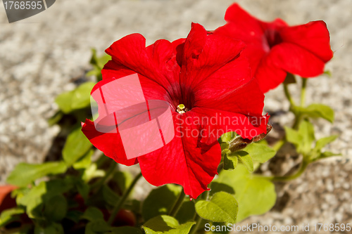 Image of Red flower Petunia Surfinia Vein