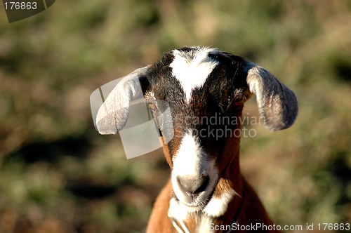 Image of nubian kid goat