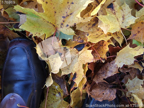 Image of Walk among autumn leaves