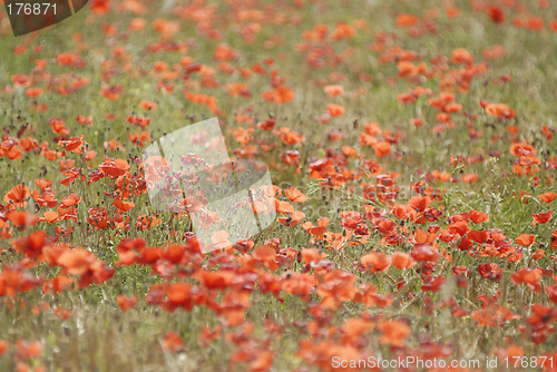 Image of Poppies field