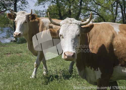Image of Two cows in a forest