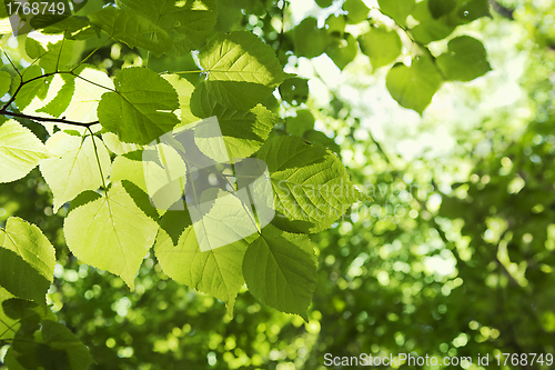 Image of Linden tree