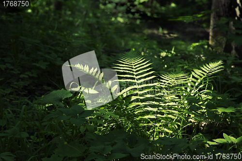 Image of Fern in a dark forest