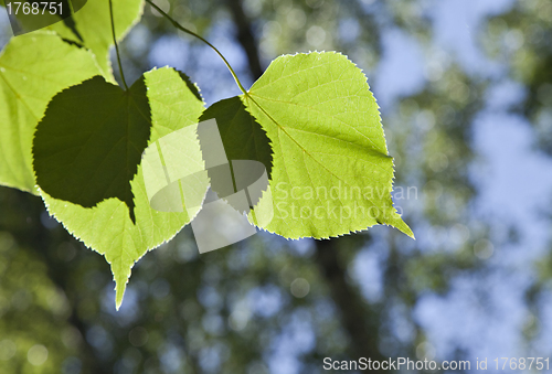 Image of Linden tree