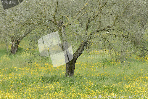 Image of Olive tree