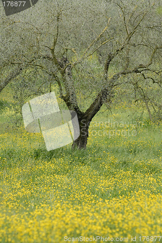 Image of Olive tree and flowers