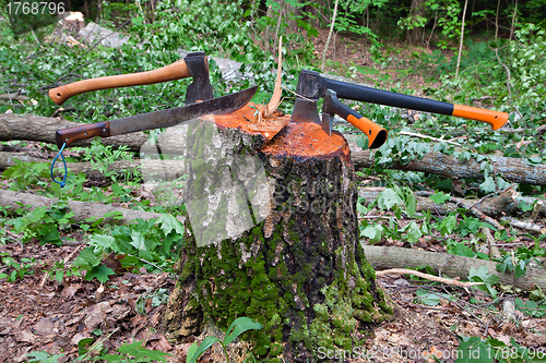 Image of Several hatchets sticked in a tree stump