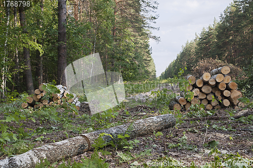 Image of Clearing in a forest