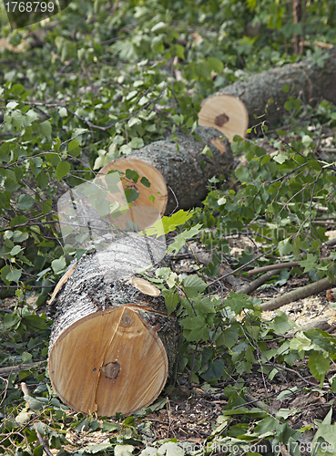 Image of Sawed down tree