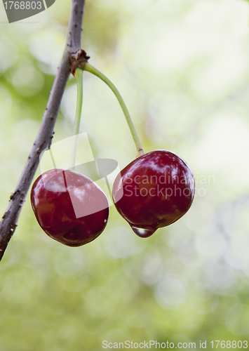 Image of Cherries on a tree