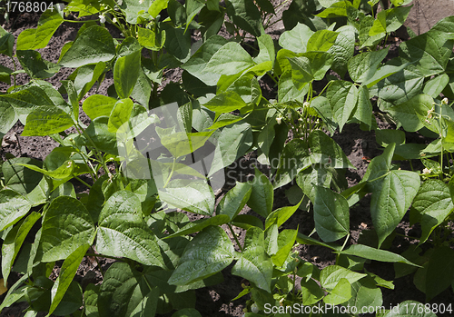 Image of Sprouts of kidney beans