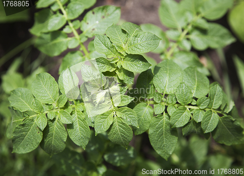 Image of Potato sprout