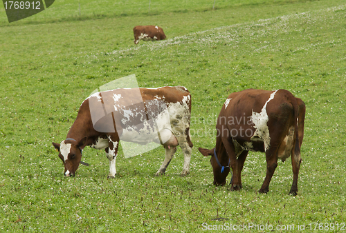 Image of Cow