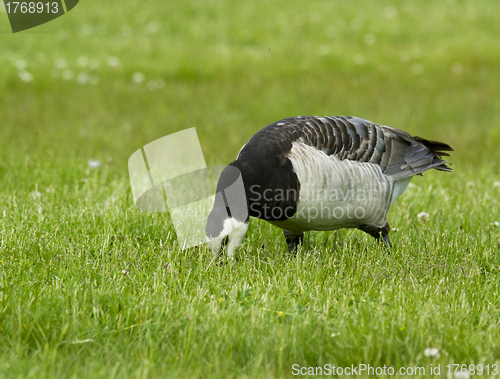 Image of Barnacle goose