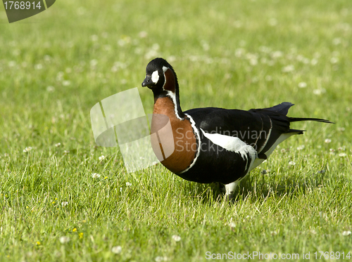 Image of Red-breasted goose 