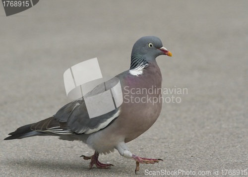 Image of WoodPigeon 