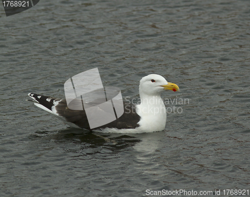 Image of Great Black-backed gull