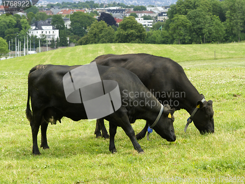 Image of Cow