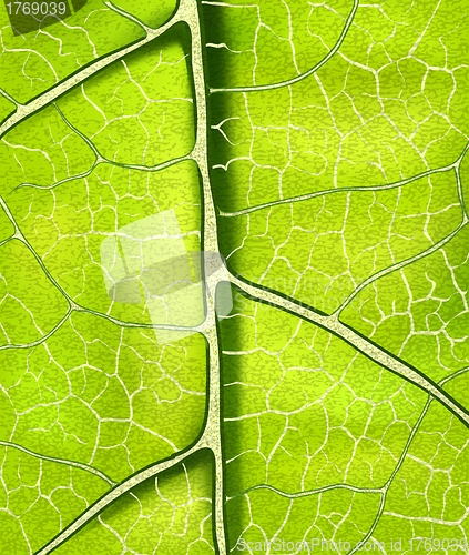 Image of bright fresh green leaf vector background