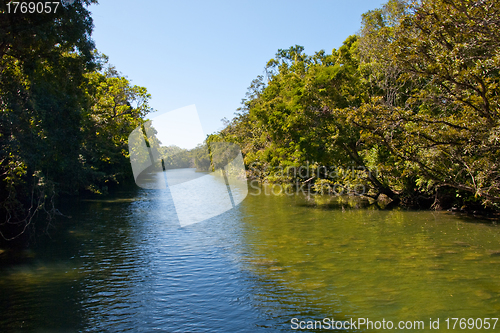 Image of Daintree National Park, Australia