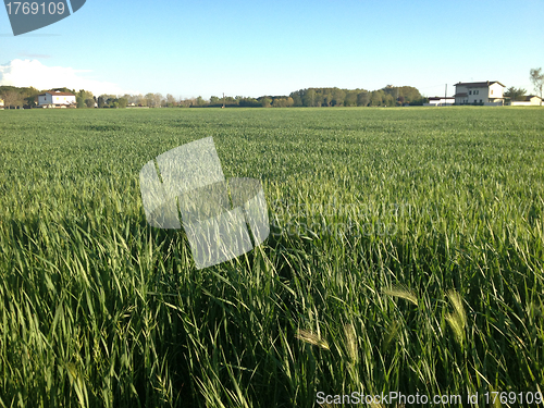 Image of Crop Field in Tuscany