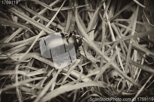 Image of Cockroach in the Grass