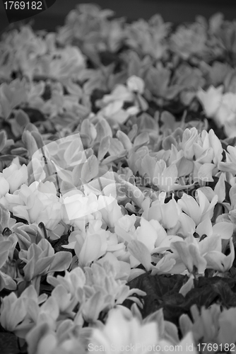 Image of Flowers in a Sydney Garden