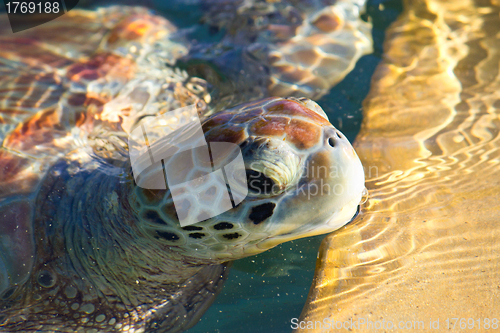 Image of Sea Turtle Eyes and Face