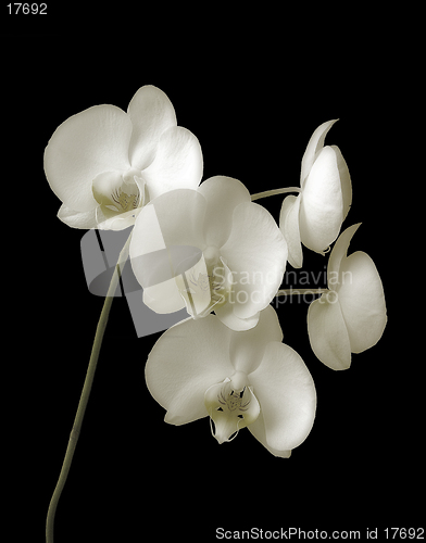 Image of Orchid-Phalaenopsis