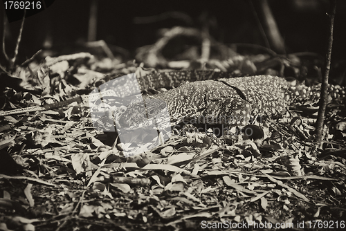 Image of Monitor Lizard in the Whitsundays
