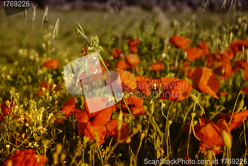 Image of Field of Poppies in Tuscany