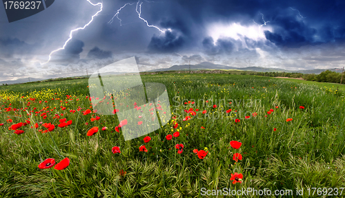 Image of Field of Corn Poppy Flowers Papaver in Spring 