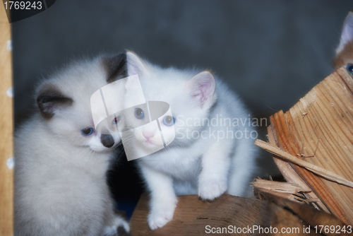 Image of Little Cats in the Tuscan Countryside