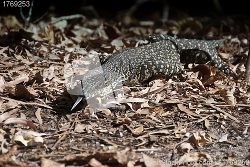 Image of Monitor Lizard in the Whitsundays