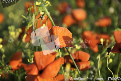 Image of Poppies Meadow during Spring, Tuscany