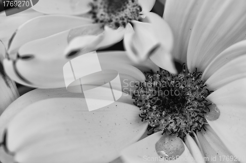 Image of Macro of Flowers in Tuscany, Italy