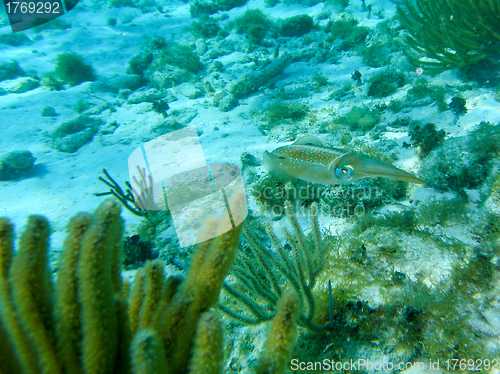 Image of Flora and Fauna of Caribbean Sea