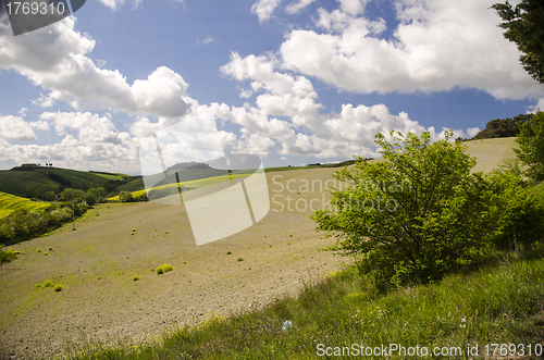 Image of Meadows Colors of Tuscan Spring