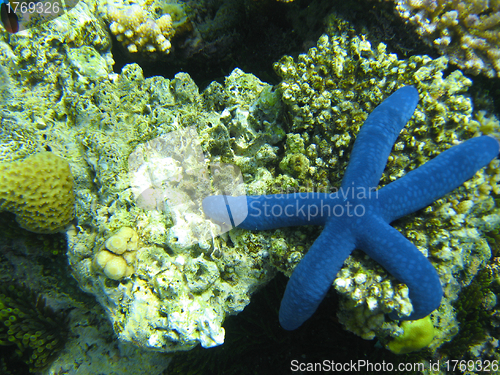 Image of Underwater Life of Great Barrier Reef