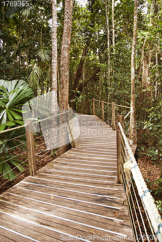 Image of Rain Forest on the road to Kuranda