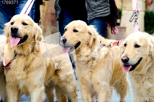 Image of Three Golden Retriever walking in a Street