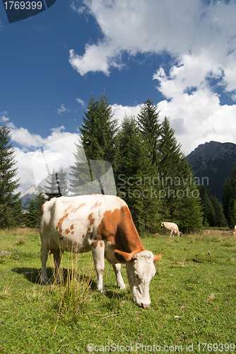 Image of Grazing Animals on Dolomites Meadows, Italy