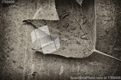 Image of Autumn Leaf over a Gray Background