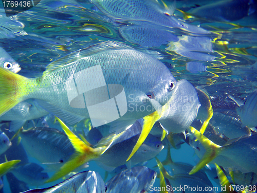 Image of Underwater Life of Great Barrier Reef